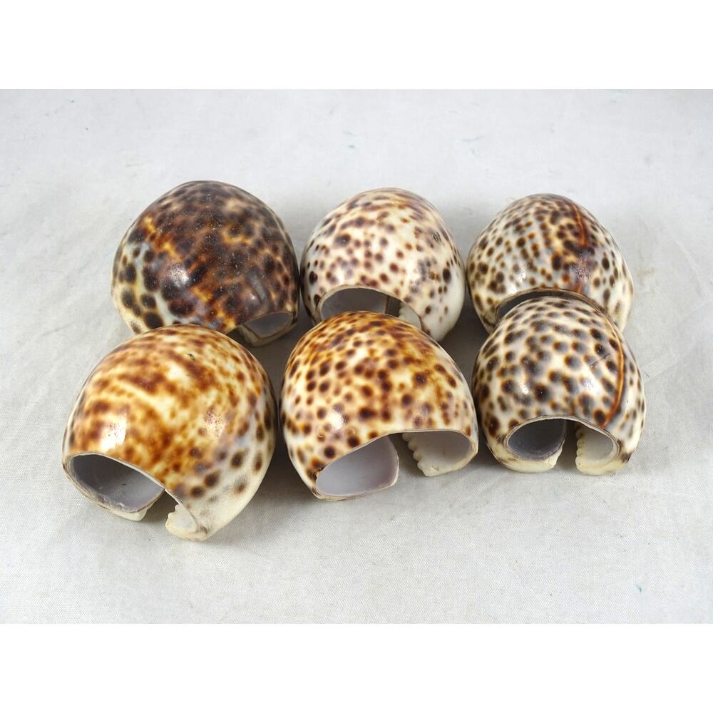Vintage Tiger Cowrie Shell Napkin Rings Set of 6 Coastal Beach House Table Decor - Picture 2 of 5